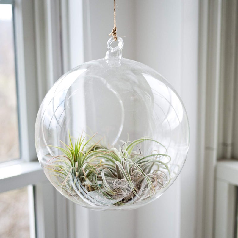 WGVI WGV Hanging Terrarium Globe, Width 8", Height 9", DIY Air Succulent Planter, Clear Glass Vase Orb with Flat Bottom, Candle Holder for Windowsill Outdoor Garden Decor, 1 Piece - Image 5